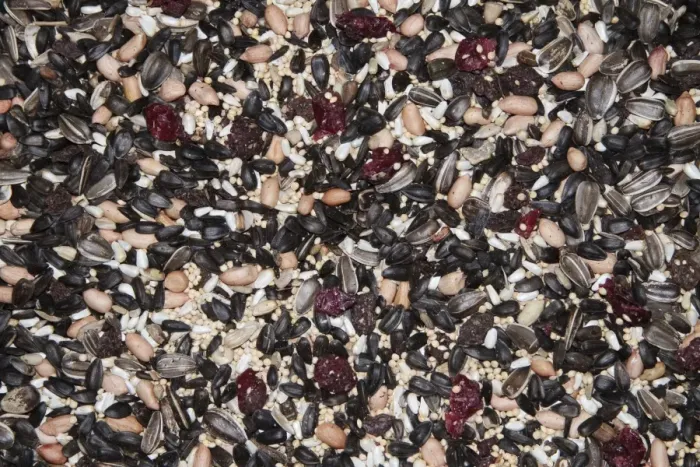 Framed Print : Mixed seed for bird feeding. Sunflower, millet, peanuts, safflower, dried fruit combination is an excellent bird food for attracting a wide variety of birds. Note this is USA / North American bird feed Framed Print : Mixed seed for bird feeding. Sunflower, millet, peanuts, safflower, dried fruit combination is an excellent bird food for attracting a wide variety of birds. Note this is USA / North American bird feed
