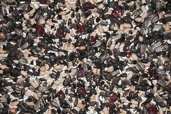 Mixed seed for bird feeding. Sunflower, millet, peanuts, safflower, dried fruit combination is an excellent bird food for attracting a wide variety of birds. Note this is USA  /  North American bird feed