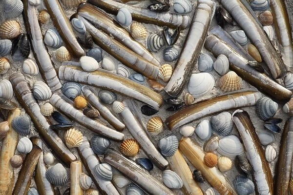 Mixed Shells - Razor shells, Baltic Tellin shells (Macoma balthica) Common Mussel shells (Mytilus edulis), and Common Cockles (Cerastoderma edula) North Sea, Island of Texel, Holland