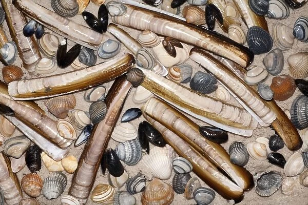 Mixed Shells - Razor shells, Baltic Tellin shells (Macoma balthica) Common Mussel shells (Mytilus edulis), and Common Cockles (Cerastoderma edula)