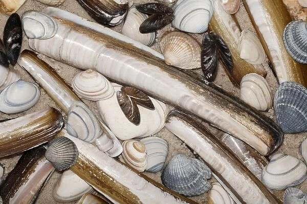 Mixed Shells - Razor shells, Baltic Tellin shells (Macoma balthica) and Common Mussel shells (Mytilus edulis), North Sea, Island of Texel, Holland