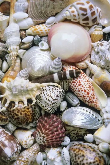 Framed Print : Mixed South Sea Shells Framed Print : Mixed South Sea Shells