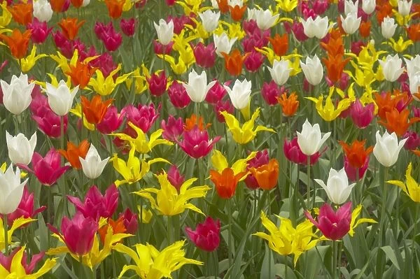 Mixed Tulip Flower Beds Keukenhof Gardens Netherlands PL001676