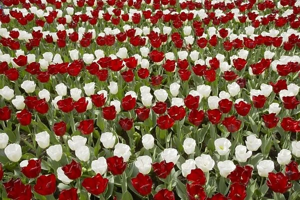 Mixed Tulip Flower Beds Keukenhof Gardens Netherlands PL001689