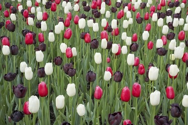 Mixed Tulip Flower Beds Keukenhof Gardens Netherlands PL001747