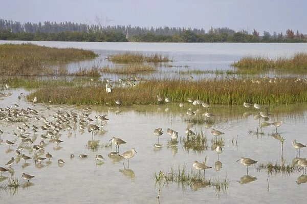 Mixed Waders (Shorebirds) at high tide roost. Fort de Soto, florida, USA BI001827