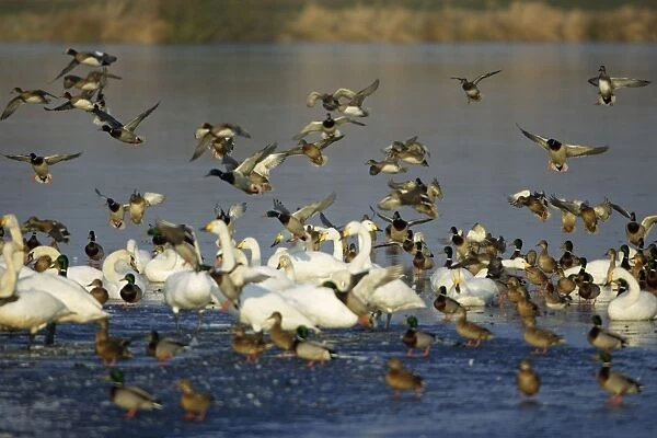 Mixed Wildfowl - Mallards landing amongst Whooper swans (Cygnus cygnus) on frozen lake in winter. Lower Saxony, Germany