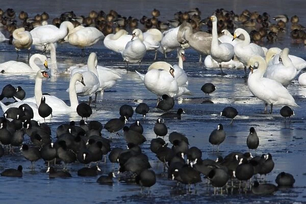Mixed Wildfowl - Mute (Cygnus olor) and Whooper Swans (Cygnus cygnus) and Coots - Gathered on frozen lake, resting, in winter. Lower Saxony, Germany