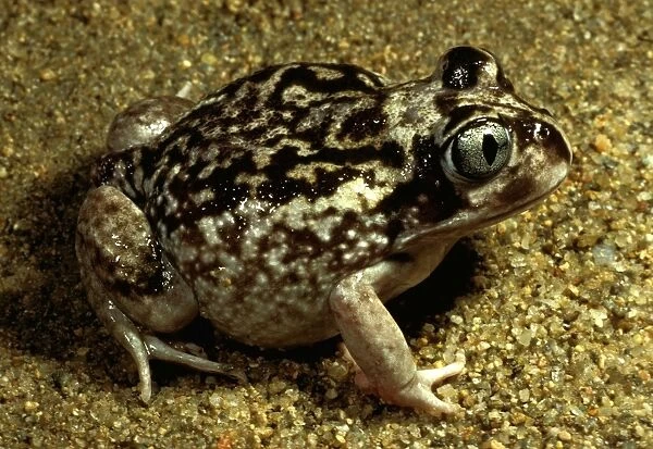 Moaning frog. Has calluses on heels for digging into earth behind it. Screams when alarmed