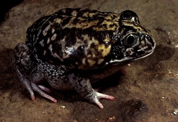 Moaning frog - Has calluses on heels for digging into earth behind it. Screams when alarmed