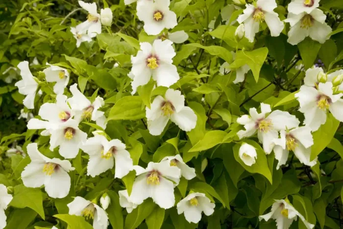 Framed Print : A mock orange ( Philadelphus Belle Etoile') at Hidcote Manor garden, Gloucs Framed Print : A mock orange ( Philadelphus Belle Etoile') at Hidcote Manor garden, Gloucs