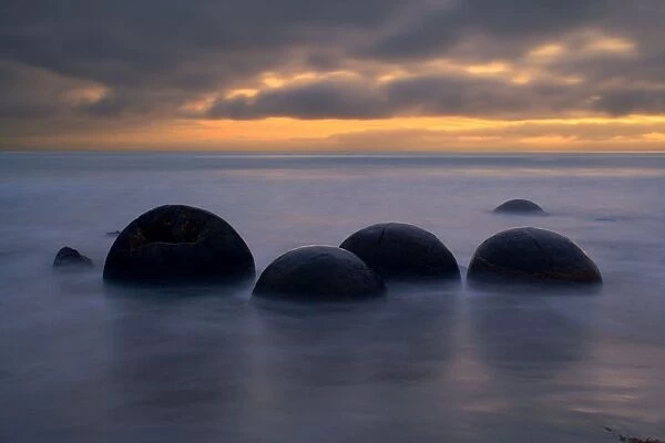 Moeraki Boulders - massive spherical rocks at dawn surrounded by water of incoming tide