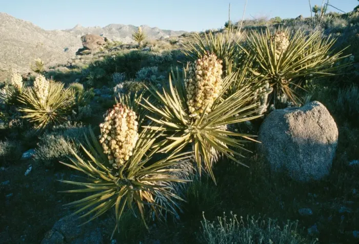 Framed Print : Mohave Yucca South California, USA Framed Print : Mohave Yucca South California, USA