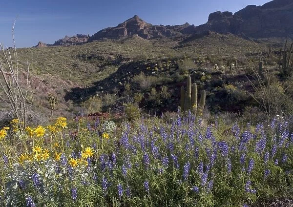 Mojave  /  Coulter's Lupines Organ Pipes National Monument, USA