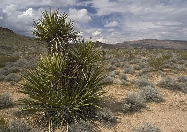 Mojave Yucca - with Providence mountains in background. in the Mojave National Preserve, California, USA