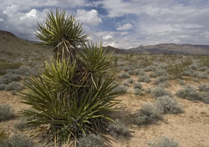 Framed Print : Mojave Yucca - with Providence mountains in background. in the Mojave National Preserve, California, USA Framed Print : Mojave Yucca - with Providence mountains in background. in the Mojave National Preserve, California, USA