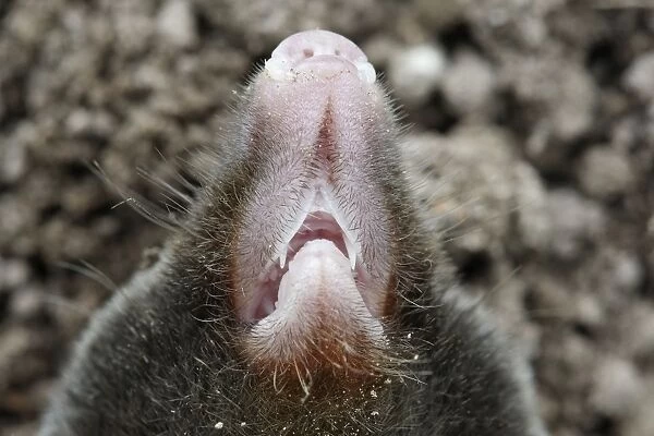 Mole -close-up of nose. Bay of Somme -Picardie - France