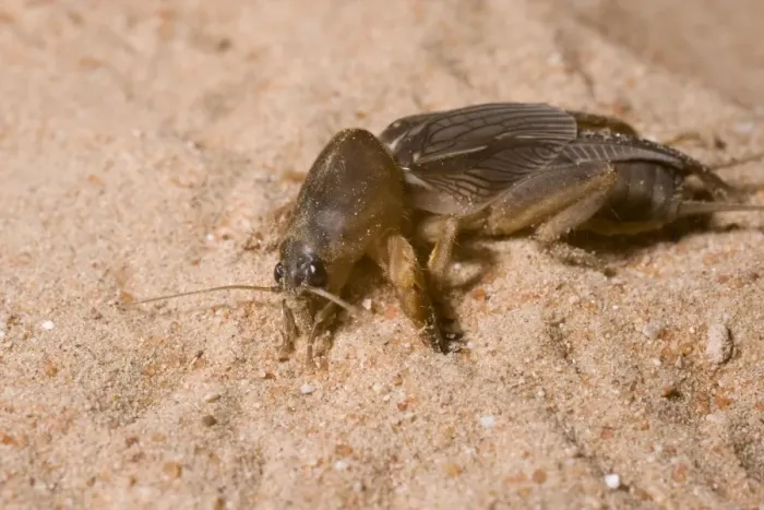 Framed Print : Mole Cricket / Abu Dhabi - United Arab Emirates Framed Print : Mole Cricket / Abu Dhabi - United Arab Emirates