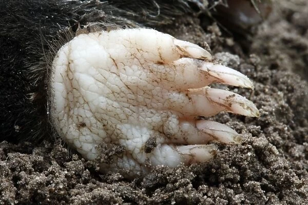 Mole - eating worm. Bay of Somme -Picardie - France