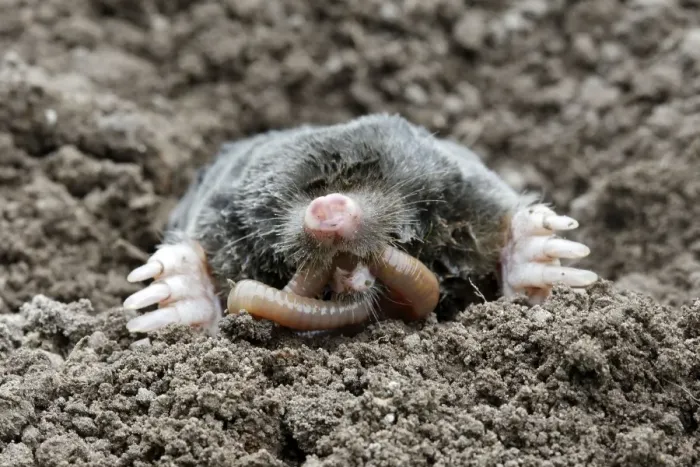 Framed Print : Mole - eating worm. Bay of Somme -Picardie - France