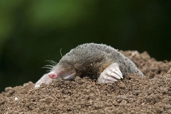 Mole - emerging from hole - Cornwall - UK