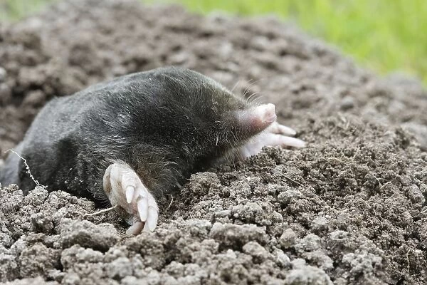 Mole - emerging from molehole in lawn. Bay of Somme -Picardie - France