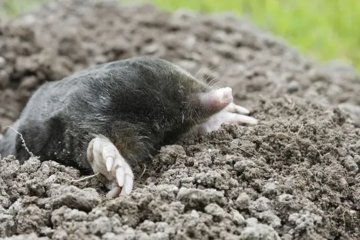 Framed Print : Mole - emerging from molehole in lawn. Bay of Somme -Picardie - France Framed Print : Mole - emerging from molehole in lawn. Bay of Somme -Picardie - France