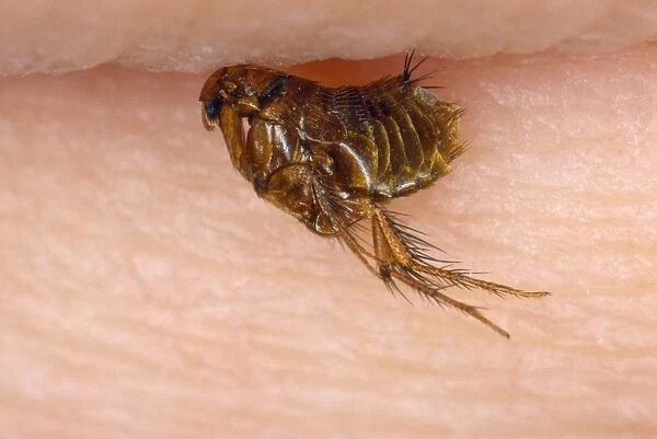 Mole Flea - on human skin