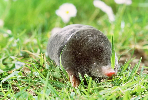 Mole - foraging on surface Removed grass over face