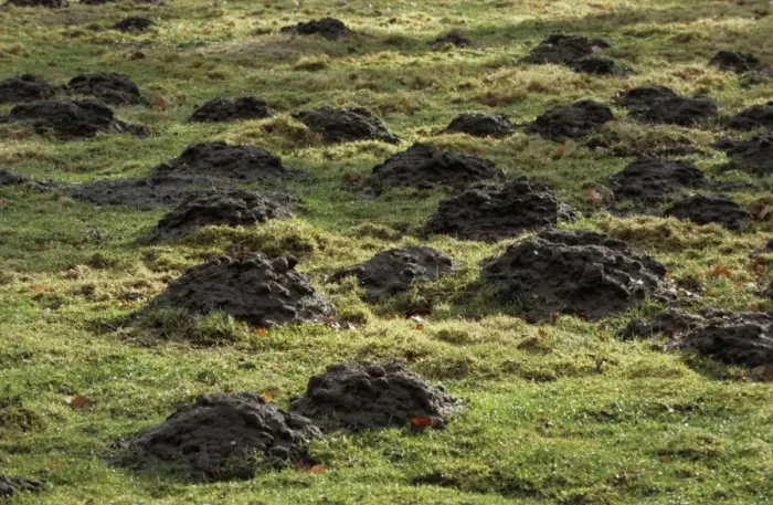 Framed Print : Mole Hills - in meadow Framed Print : Mole Hills - in meadow