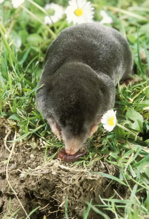 Framed Print : Mole JD 13172 Eating a worm near its hole Talpa europaea © John Daniels  /  ardea. com