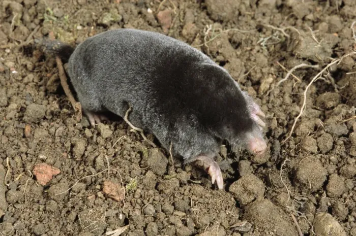 Framed Print : Mole JD 13438 Foraging on surface Talpa europaea © John Daniels / ARDEA LONDON Framed Print : Mole JD 13438 Foraging on surface Talpa europaea © John Daniels / ARDEA LONDON