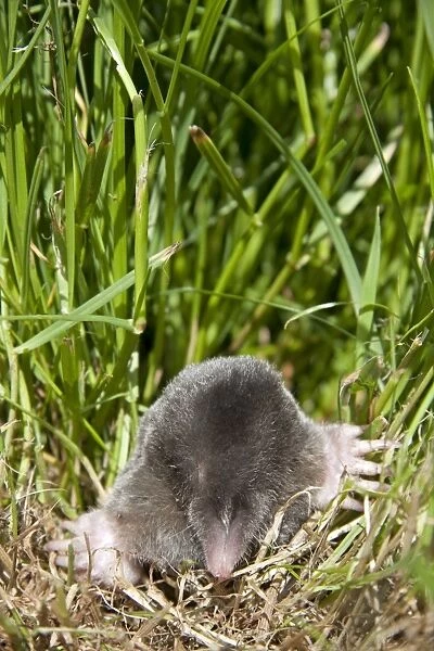 Mole - Single adult emerging into the open, Wiltshire, England, UK