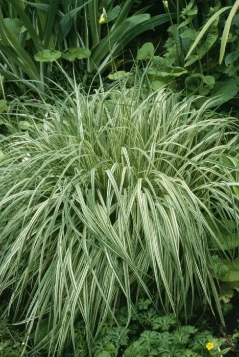Framed Print : Molinia Grass ROG 5717 Molinia caerulea variegata © Bob Gibbons / ARDEA LONDON Framed Print : Molinia Grass ROG 5717 Molinia caerulea variegata © Bob Gibbons / ARDEA LONDON