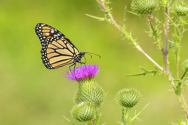 Monarch on Bull thistle Date: 27-07-2021
