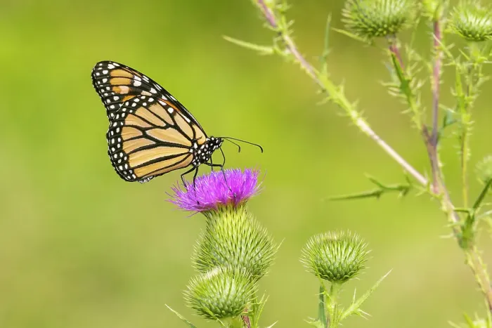 Framed Print : Monarch on Bull thistle Date: 27-07-2021 Framed Print : Monarch on Bull thistle Date: 27-07-2021