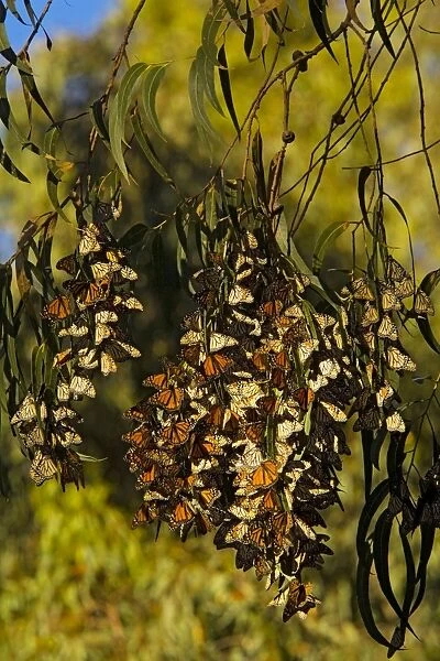 Monarch butterflies - Flock overwintering in trees - south California - USA