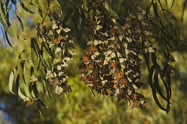 Monarch butterflies - Flock overwintering in trees, south California - USA