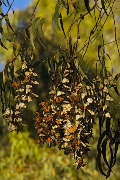 Framed Print : Monarch butterflies - Flock overwintering in trees - south California - USA Framed Print : Monarch butterflies - Flock overwintering in trees - south California - USA