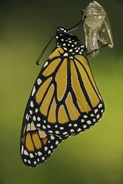 Monarch Butterfly - adult recently emerged from chrysalis - New York - USA