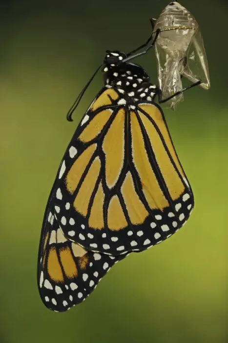 Framed Print : Monarch Butterfly - adult recently emerged from chrysalis - New York - USA Framed Print : Monarch Butterfly - adult recently emerged from chrysalis - New York - USA