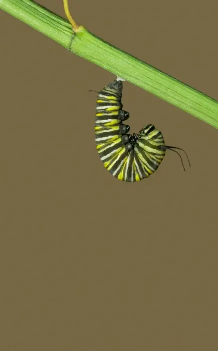 Framed Print : Monarch Butterfly Caterpillar - Hatching sequence 1 of 6 Framed Print : Monarch Butterfly Caterpillar - Hatching sequence 1 of 6
