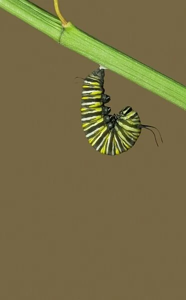 Monarch Butterfly Caterpillar - Hatching sequence 1 of 6