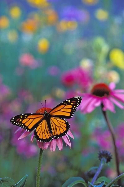 Monarch Butterfly - on coneflower in field of wildflowers. Prairie areas in mid Western USA. Px246