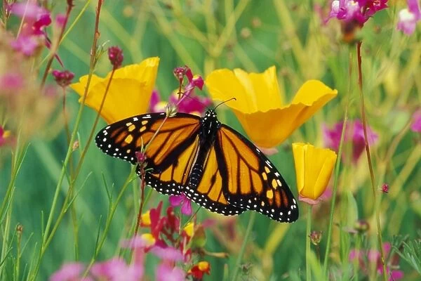 Monarch butterfly - on flower. Px282