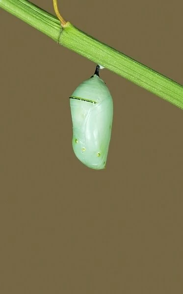 Monarch Butterfly - Hatching sequence 2 of 6