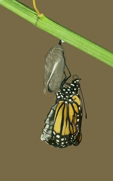 Monarch Butterfly - Hatching sequence 5 of 6