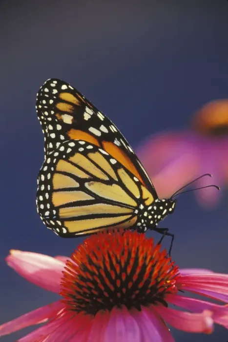 Framed Print : Monarch Butterfly - on purple coneflower. U. S. A. Summer. px306 Framed Print : Monarch Butterfly - on purple coneflower. U. S. A. Summer. px306