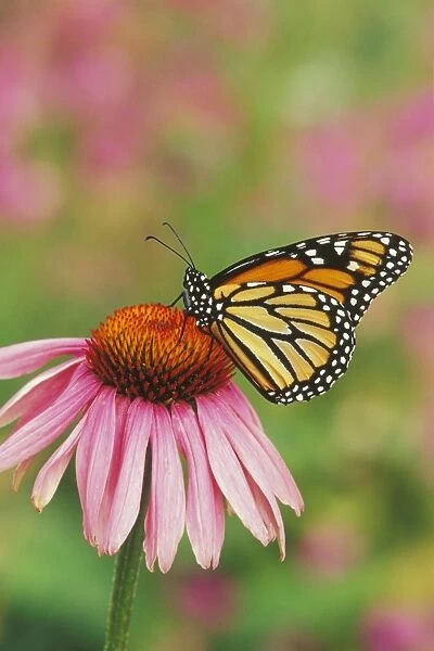 Monarch butterfly - on purple coneflower. Px232