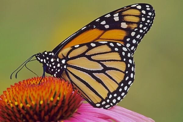 Monarch butterfly - on purple coneflower. Px262
